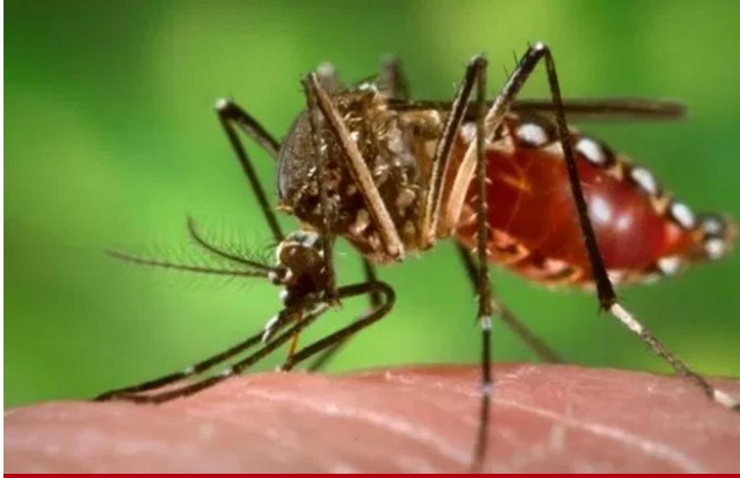 Em meio a pandemia causada pela Covid-19, dengue também é motivo de preocupação