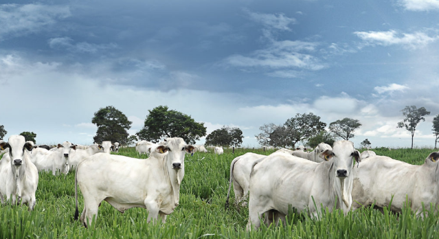 CONSUMO DE CARNE BOVINA EM GOIÁS CAIU 50% E ALTO CUSTO DEVE SER REALIDADE PARA PRÓXIMOS ANOS, ANALISAM ENTIDADES DO SETOR.