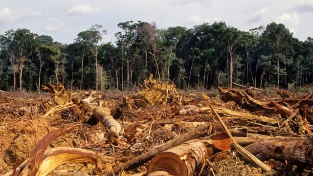 Estudo diz que desmatamento na Amazônia pode ter chegado a ponto irreversível