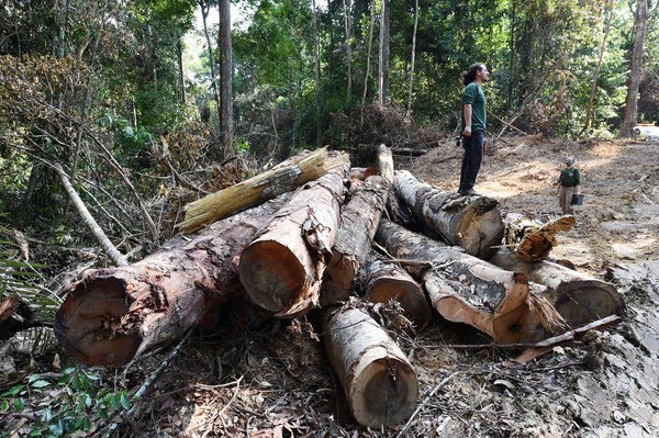 Desmatamento na Amazônia bateu novo recorde em outubro