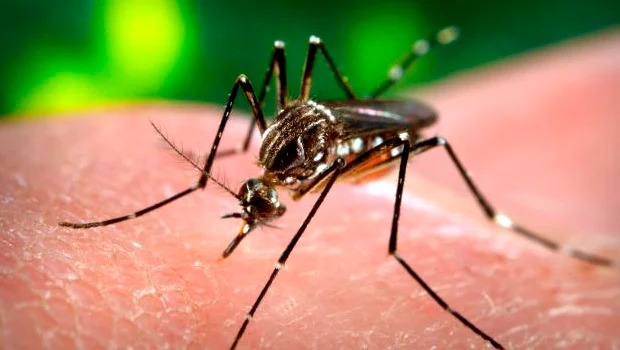 Dengue decola em Goiás – cientistas inovam contra a doença