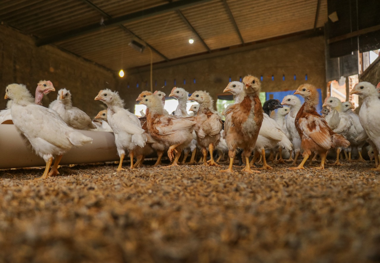 Projeto em Senador Canedo incentiva criadores familiares de aves poedeiras*