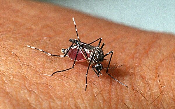 Confirmada a primeira morte por dengue em GoiâniaSegundo o Ministério da Saúde (MS), 75% dos locais de proliferação dos mosquitos estão nos quintais das residências
