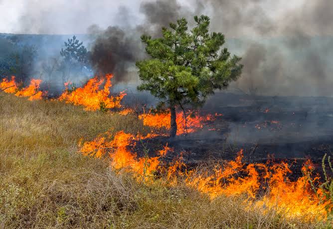 UMA SÓ PESSOA FOI RESPÓNSÁVEL POR 50% DA ÁREA DESTRUIDA POR INCÊNDIO NA CHAPÁDA DOS VEADEIROS