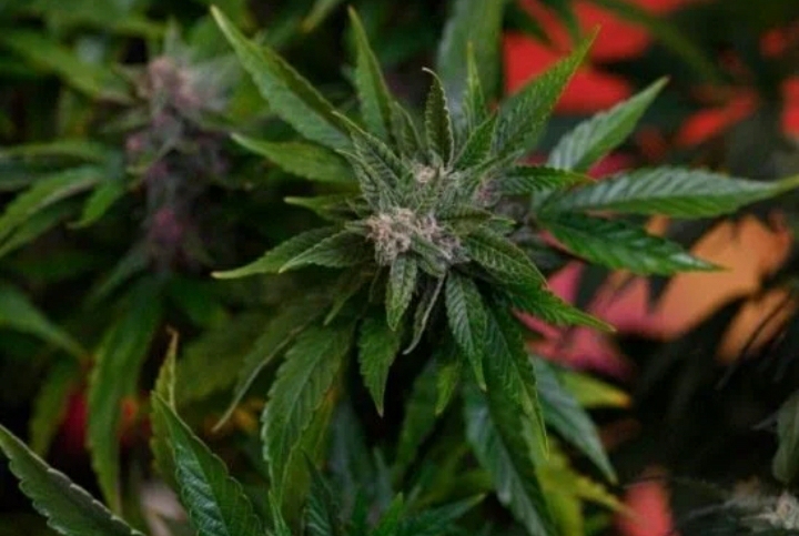 Cannabis pode impedir que humanos tenham covid-19, diz estudo