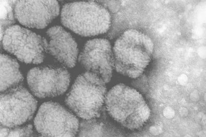 México confirma primeiro caso de varíola do macaco