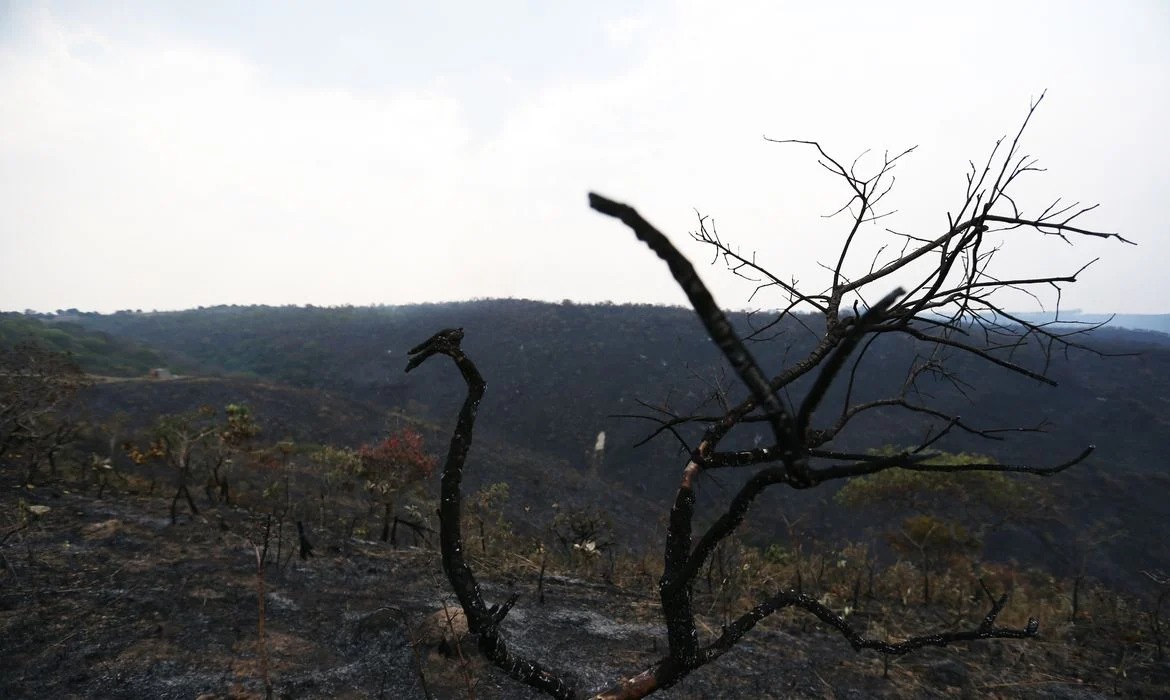 Desmatamento aumenta 36% em Goiás, aponta relatório