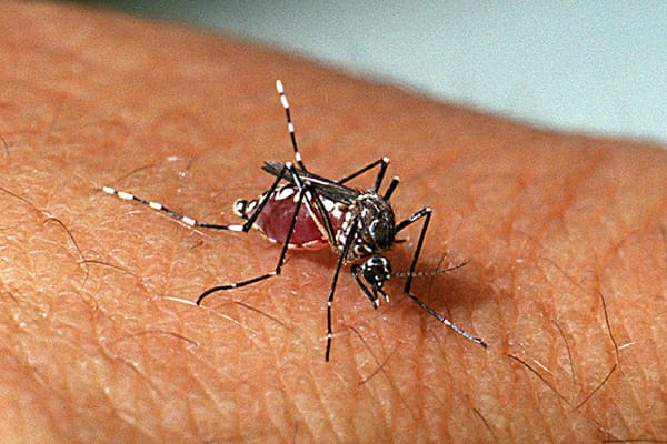 Confirmada a primeira morte por dengue em GoiâniaSegundo o Ministério da Saúde (MS), 75% dos locais de proliferação dos mosquitos estão nos quintais das residências